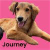 adoptable Dog in , IL named Journey