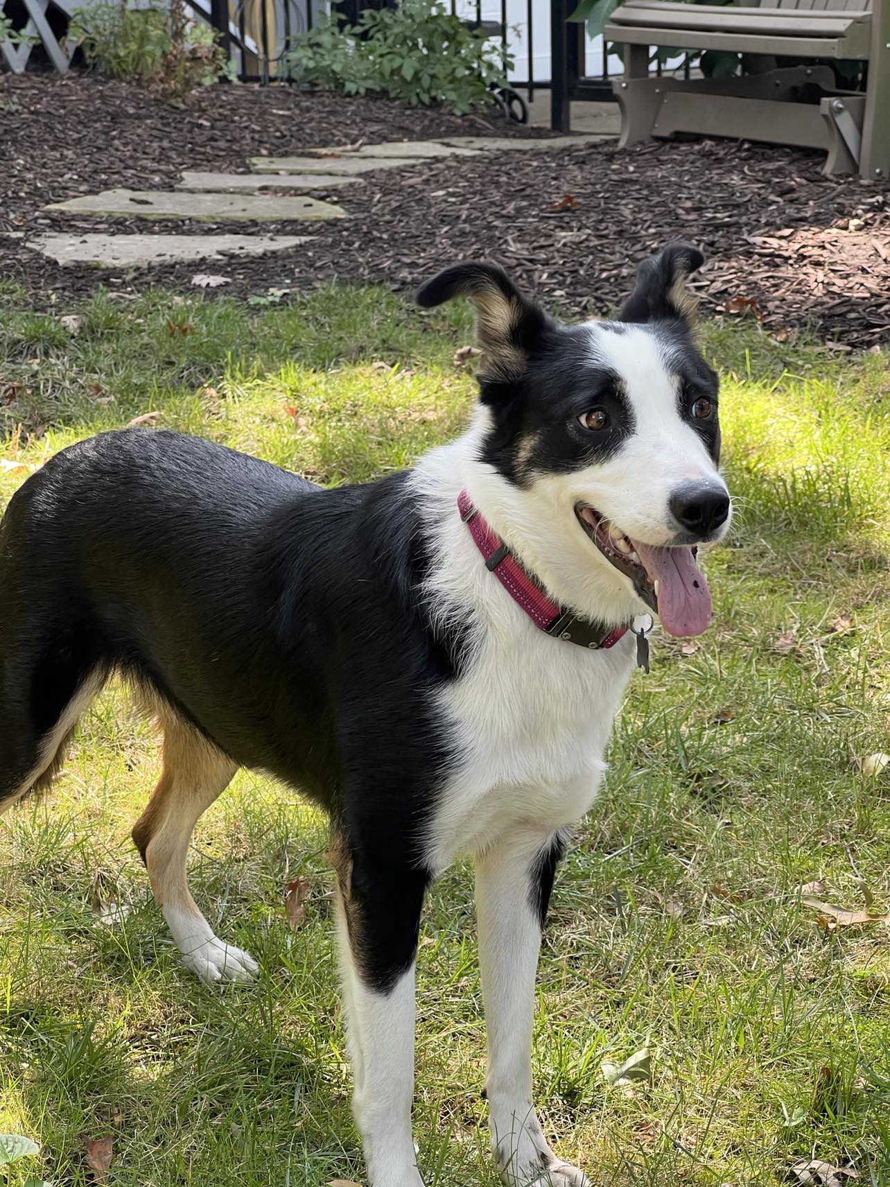 adoptable Dog in Michigan City, IN named Penny