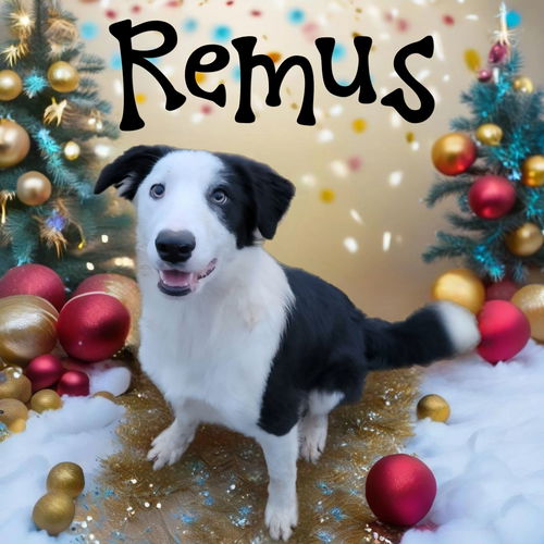 Remus