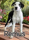 Remus