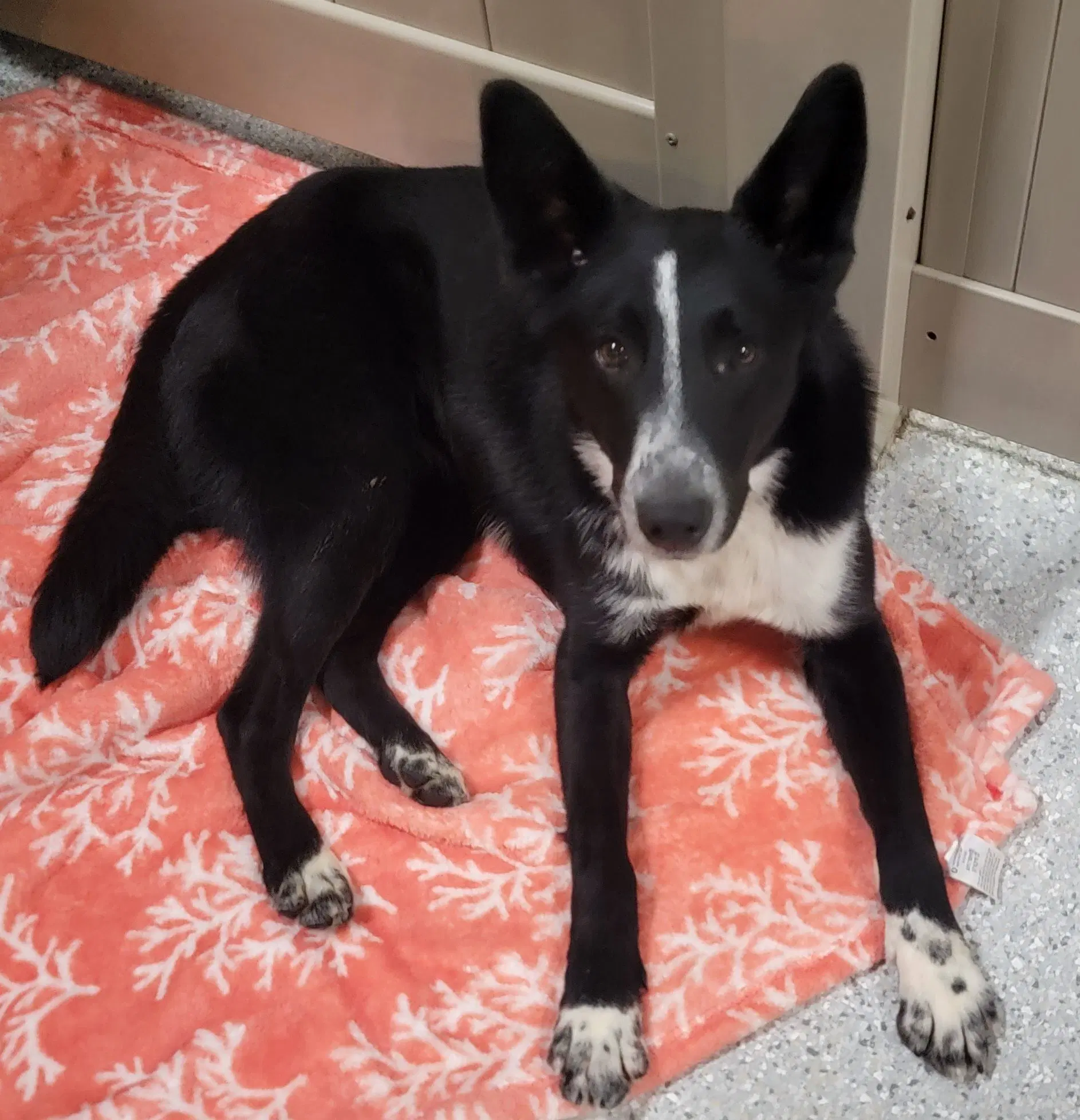 Maeve - Border Collie