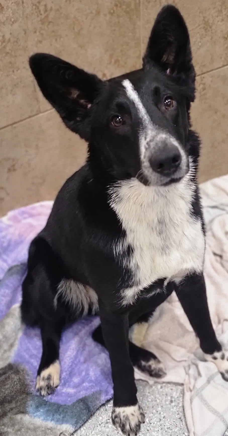 Maeve - Border Collie
