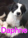 Daphne