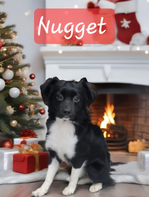 Nugget