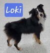 Loki