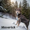 Maverick