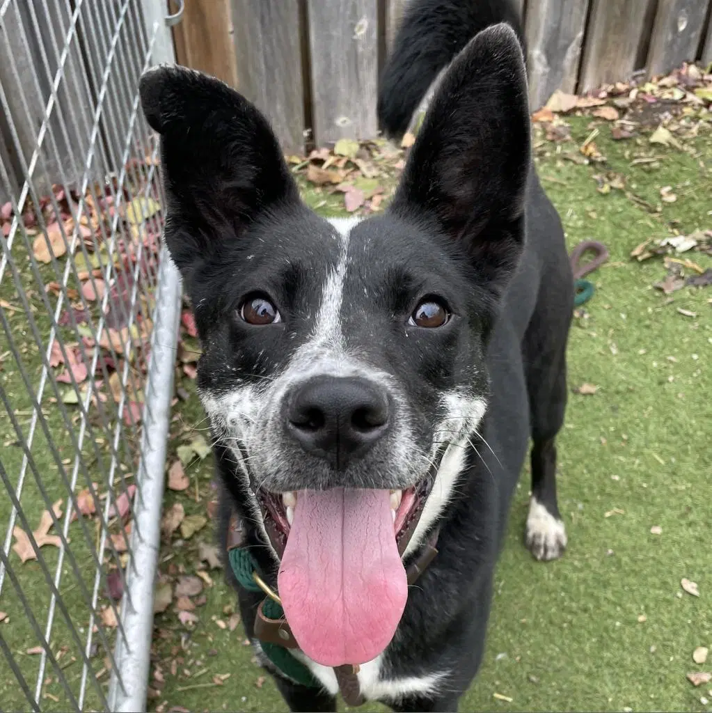 Nancy Drew A Courtesy Listing In St Louis Mo - Border Collie