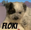 Floki