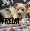 Freija