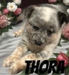 Thora