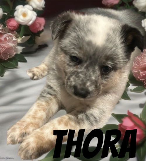 Thora