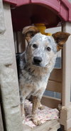Thora