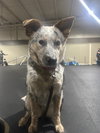 Thora