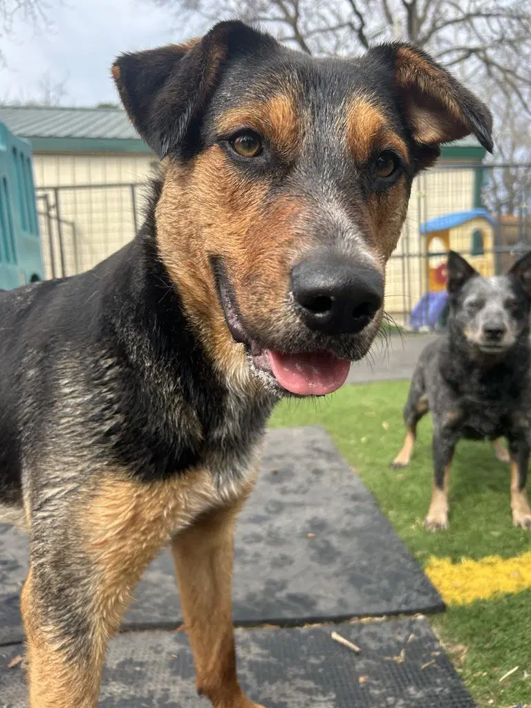Rambo - Australian Cattle Dog/Blue Heeler