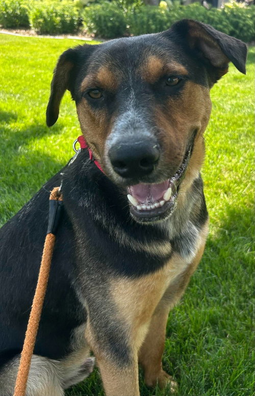 Rambo