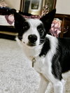 Maggie