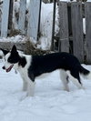 Maggie