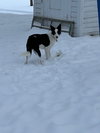 Maggie