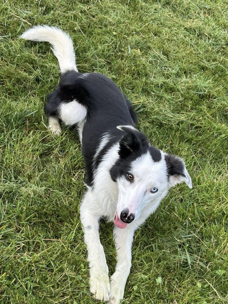 adoptable Dog in Onondaga, MI named Chloe