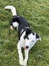 adoptable Dog in  named Chloe