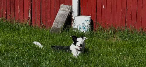 Chloe
