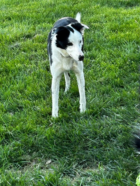 CHLOE - Border Collie available for adoption