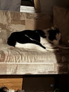 Chloe - Photo 4