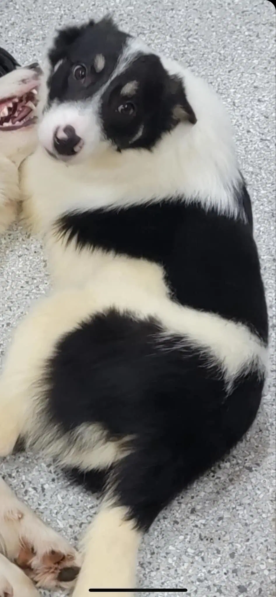 Toby image 4