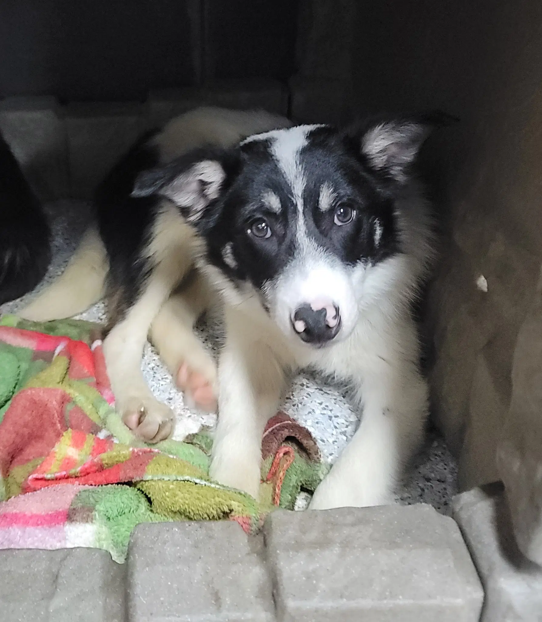 Toby image 2