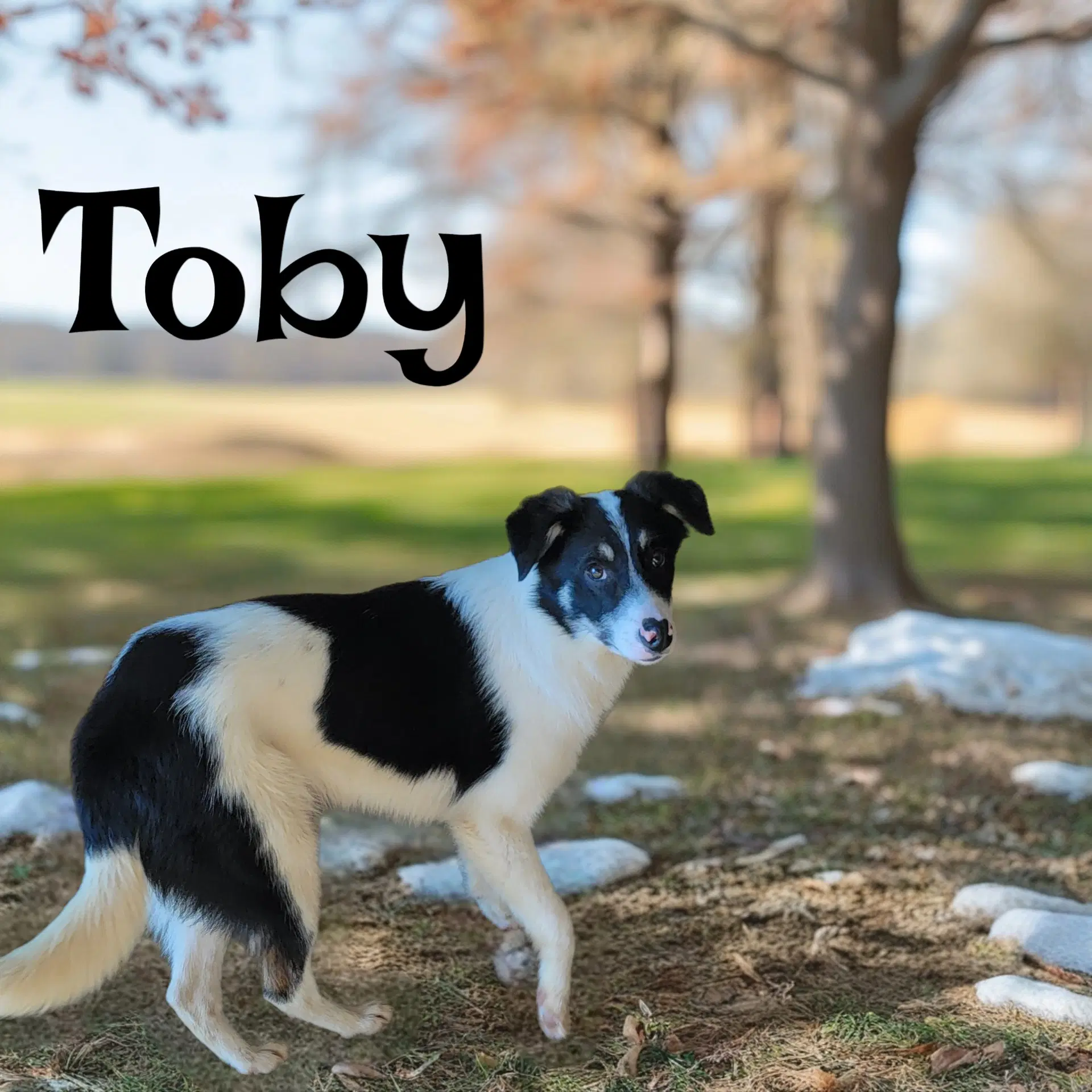 Toby image 3