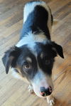 Toby