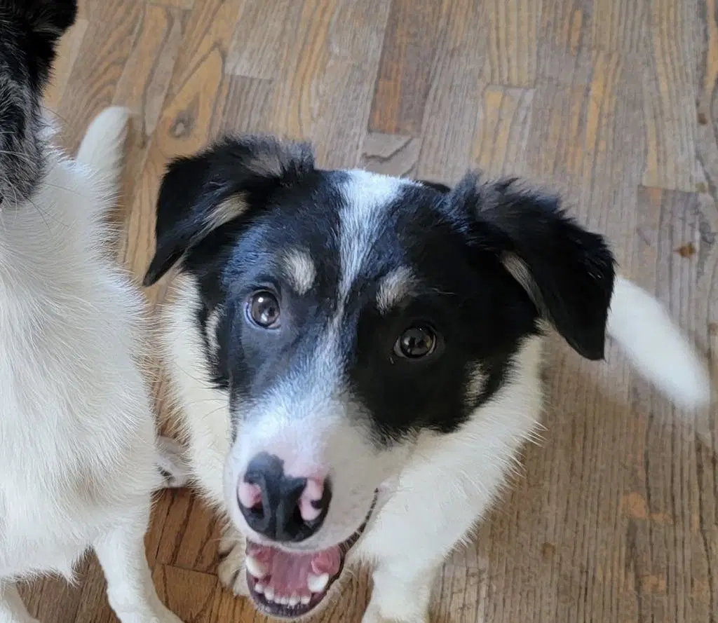 Toby image 1