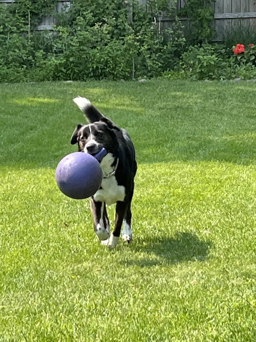 Leo