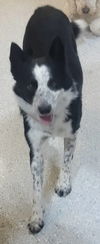 Tippy