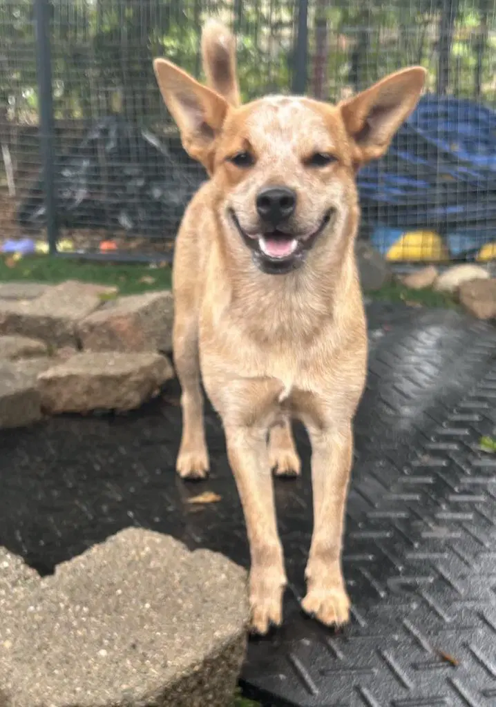 Louise - Australian Cattle Dog/Blue Heeler