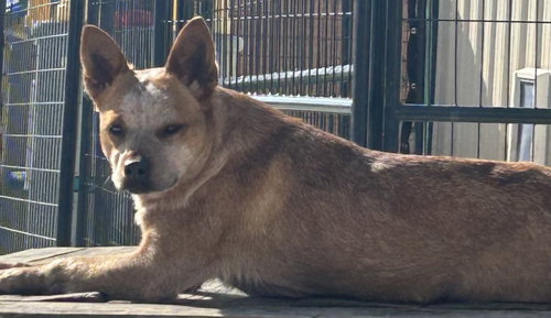 LOUISE - Australian Cattle Dog/Blue Heeler available for adoption