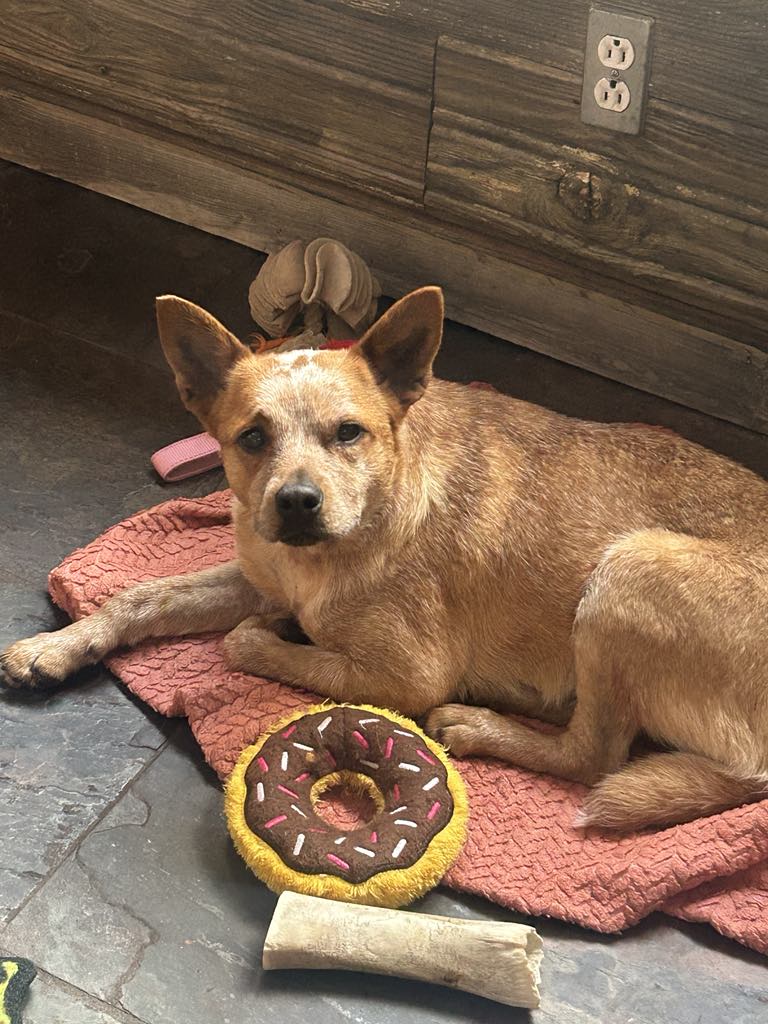 Australian Cattle Dog