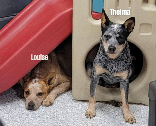 Thelma