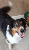 Sawyer