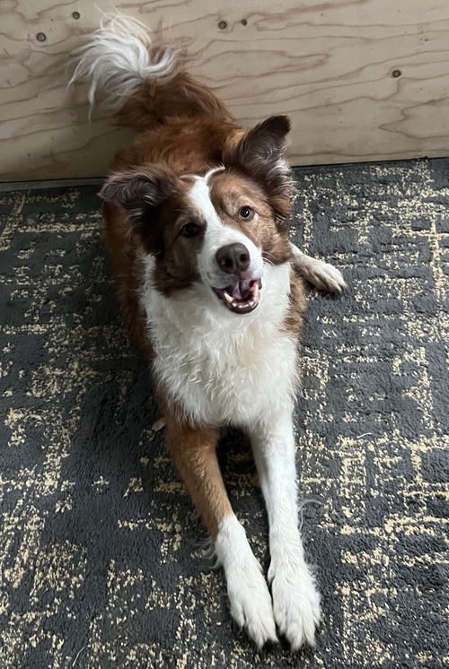 Rue (a courtesy listing in Fenton, MO)