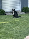 Phoebe (a courtesy listing in Elkhart IN)