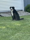 Phoebe (a courtesy listing in Elkhart IN)