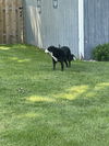 Phoebe (a courtesy listing in Elkhart IN)