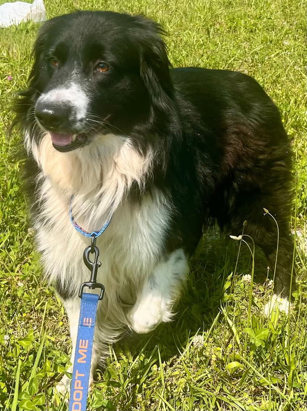Snickers (a courtesy listing in Jacksboro TN)