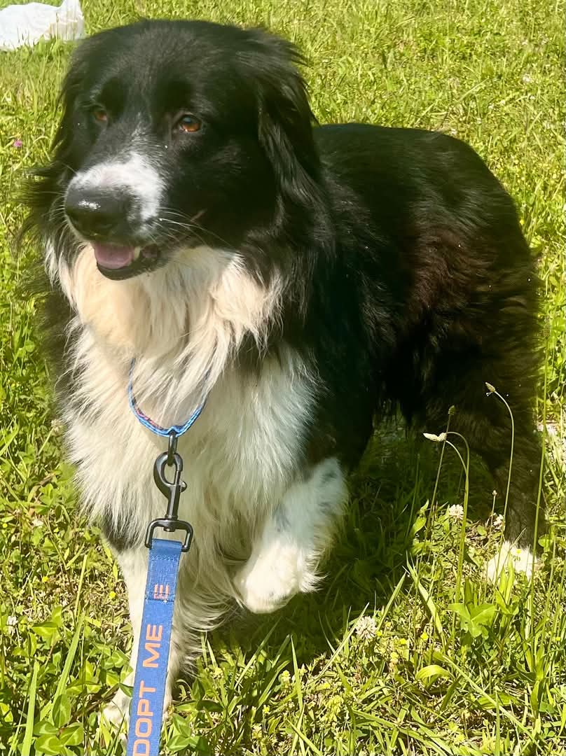 Snickers (a courtesy listing in Jacksboro TN)