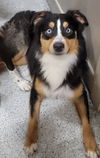Meeko