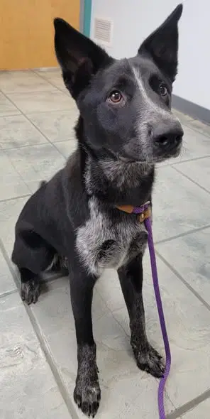 Louie - Border Collie