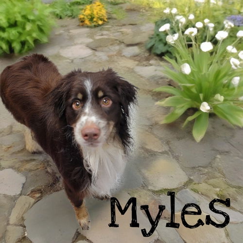 Myles