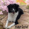 Harlow