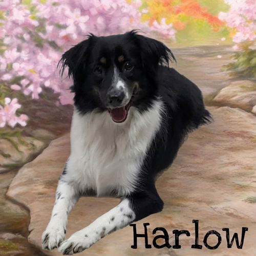 Harlow